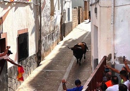 Encierro. Un toro por la calle de la Fuente dirigiéndose a la Plaza Mayor para su lidia.