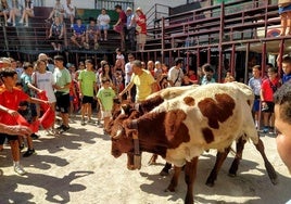 Los bueyes en la Plaza Mayor, convertida en coso taurino durante las ferias agosteñas.