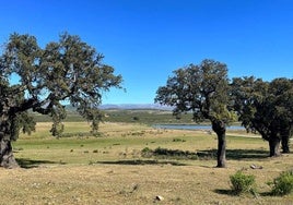 Alcornoques, pastos y charca de la dehesa boyal.