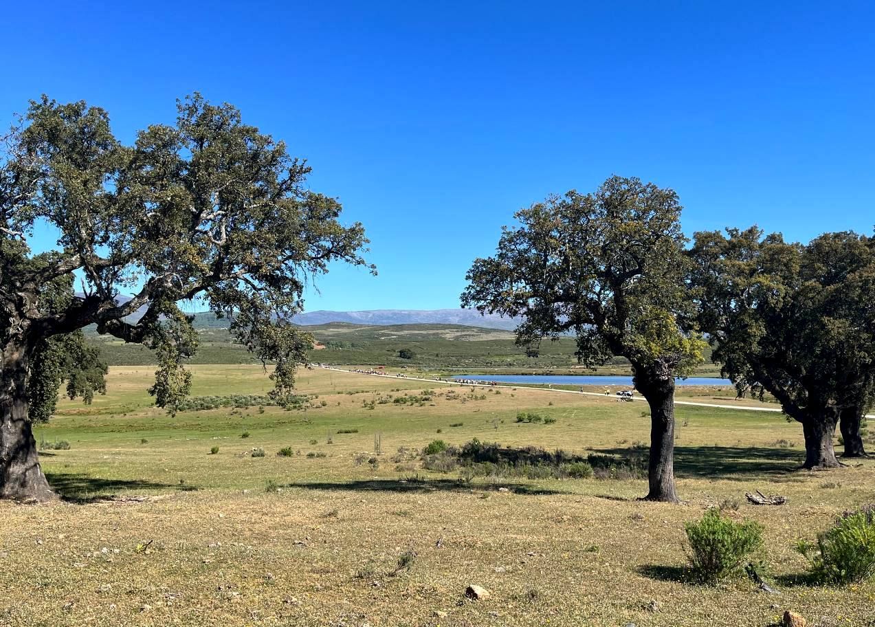 Alcornoques, pastos y charca de la dehesa boyal.