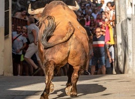 Premiada una foto de Esther Labrador sobre los toros de Jaraíz