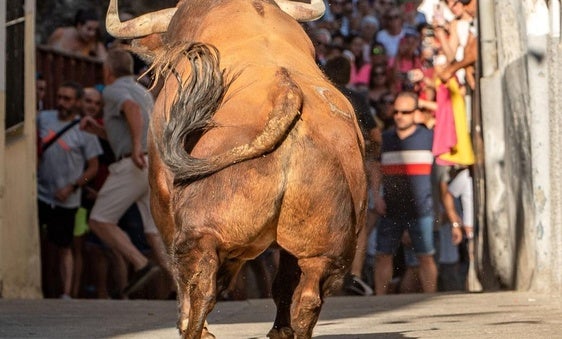 Premiada una foto de Esther Labrador sobre los toros de Jaraíz