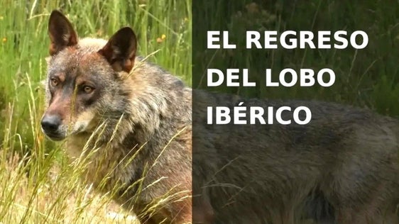 Hoy, jornada de cine y mundo rural sobre el lobo ibérico'