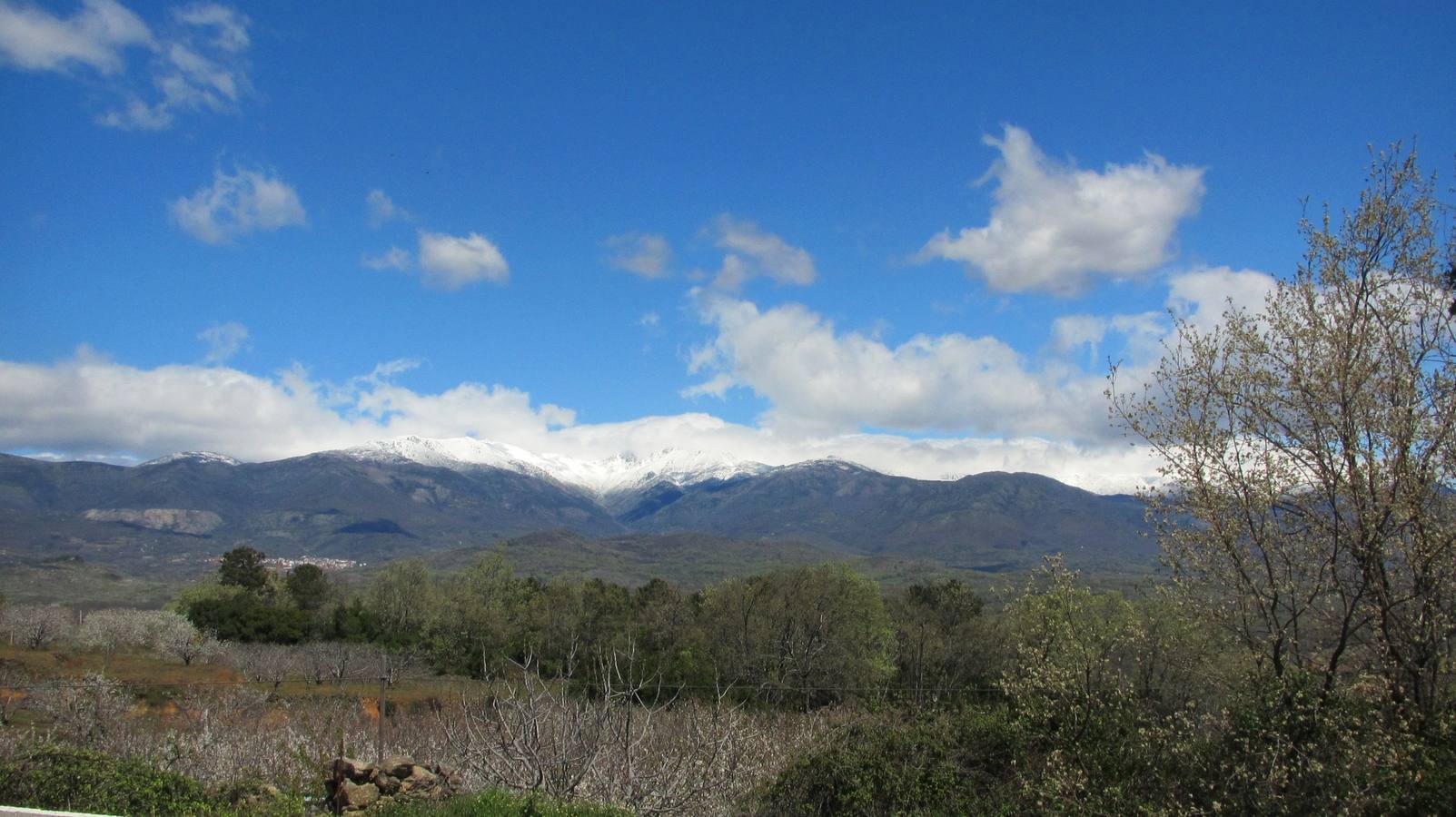 Plantación de cerezos y Gredos, al fondo, nevado. 