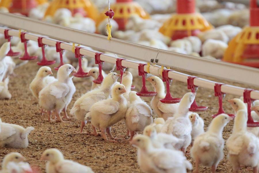 Pollos de una de sus granjas.