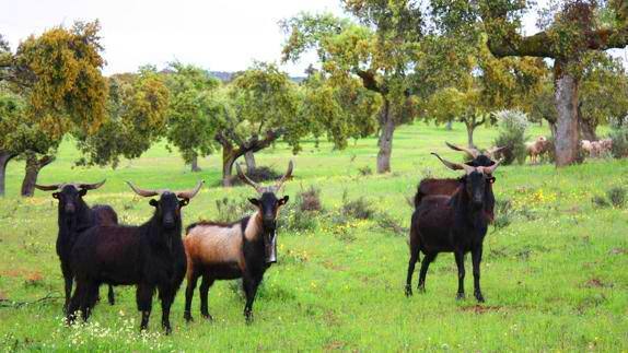 Cabras veratas. 