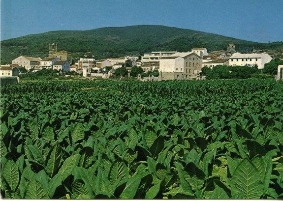 Plantación de tabaco en Jaraíz. 
