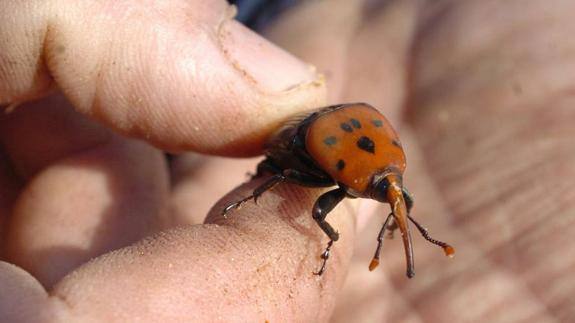 Confirman la presencia del picudo rojo de las palmeras en 10 poblaciones de la zona