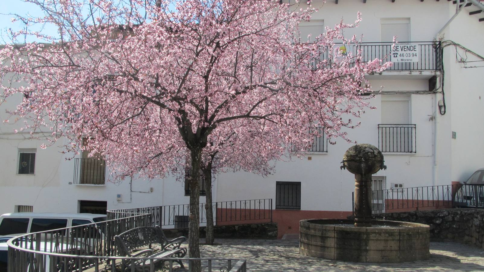 Árboles del llano de la calle La Fuente