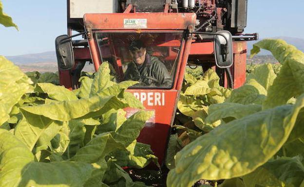 Asaja atribuye el acuerdo de compra de tabaco a su presión