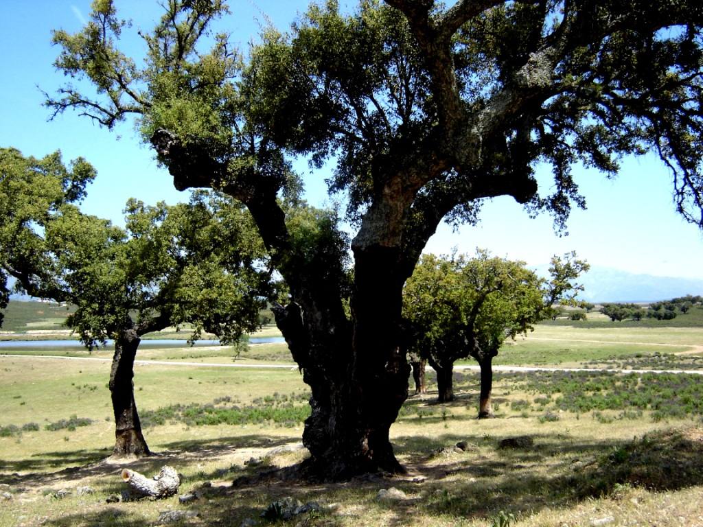 Dehesa de Jaraíz de la Vera.