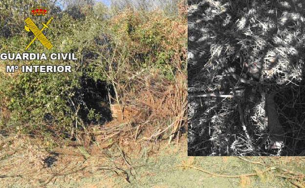 Túnel de zarzas que conducía a la plantación y cepo colocado para protegerla.