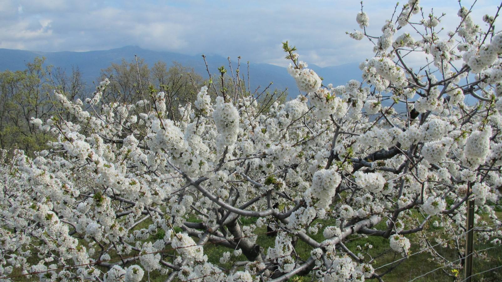 La Vera Baja se llena de blanco por el cerezo en flor