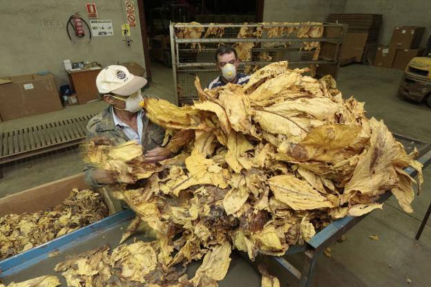 Luz verde al decreto sobre la trazabilidad de hoja de tabaco