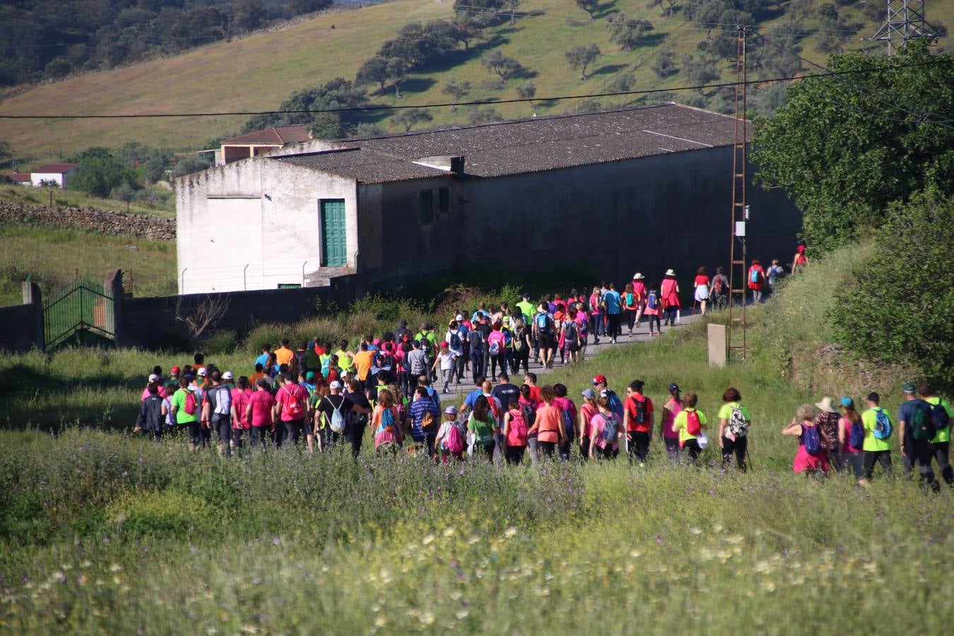 Más de 480 personas han disfrutado, esta mañana, de una nueva edición de la 'Ruta Templaria', organizada por la Asociación Grupo Senderista Jerezano 'Las Chorreras' con el apoyo del Ayuntamiento de Jerez, el Programa de Dinamización Deportiva de la Mancomunidad Sierra Suroeste, 'Euexia Rural' y el patrocinio de diferentes casas comerciales de la localidad. Jerez de los Caballeros y su entorno han vuelto a ser protagonistas de una ruta que, este año, ha contado con un nuevo recorrido entre las cuencas de los arroyos Benferre y Casabayas. La jornada ha comenzado en el Parque de Santa Lucía y ha finalizado en la Plaza de la Alcazaba con una paella y la actuación musical de 'Dale al Play'.