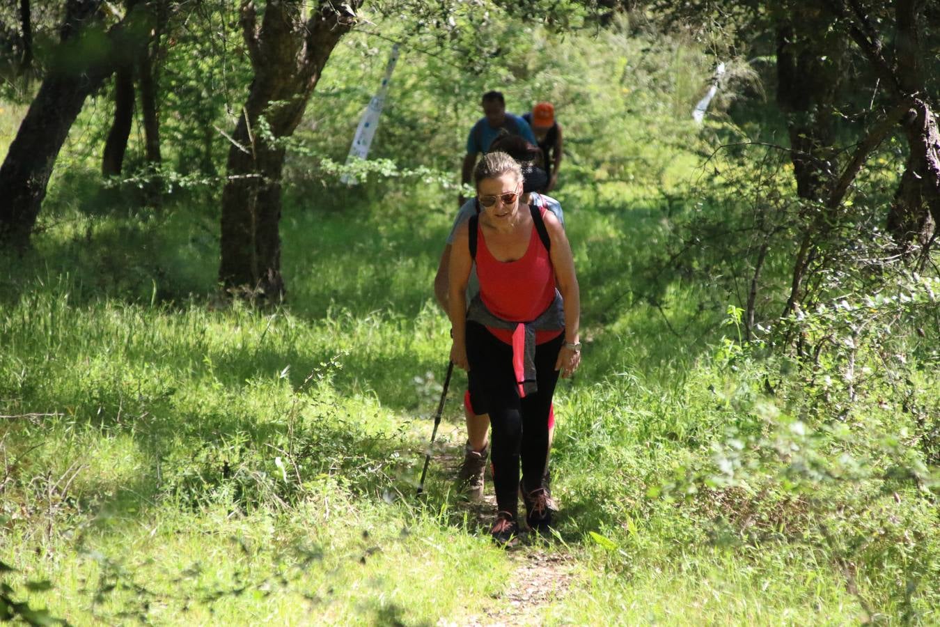 Más de 480 personas han disfrutado, esta mañana, de una nueva edición de la 'Ruta Templaria', organizada por la Asociación Grupo Senderista Jerezano 'Las Chorreras' con el apoyo del Ayuntamiento de Jerez, el Programa de Dinamización Deportiva de la Mancomunidad Sierra Suroeste, 'Euexia Rural' y el patrocinio de diferentes casas comerciales de la localidad. Jerez de los Caballeros y su entorno han vuelto a ser protagonistas de una ruta que, este año, ha contado con un nuevo recorrido entre las cuencas de los arroyos Benferre y Casabayas. La jornada ha comenzado en el Parque de Santa Lucía y ha finalizado en la Plaza de la Alcazaba con una paella y la actuación musical de 'Dale al Play'.