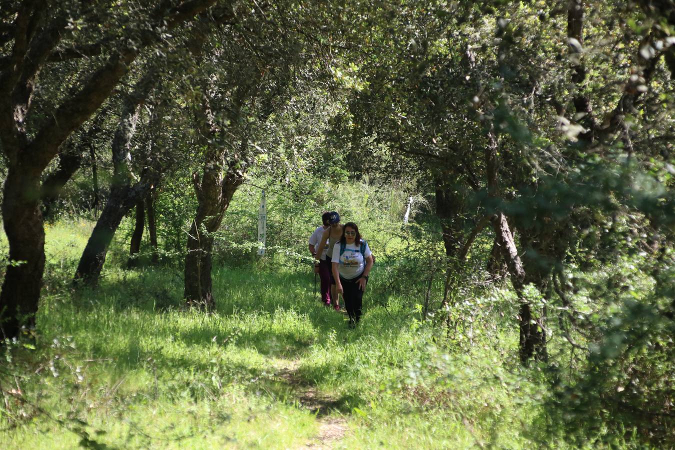 Más de 480 personas han disfrutado, esta mañana, de una nueva edición de la 'Ruta Templaria', organizada por la Asociación Grupo Senderista Jerezano 'Las Chorreras' con el apoyo del Ayuntamiento de Jerez, el Programa de Dinamización Deportiva de la Mancomunidad Sierra Suroeste, 'Euexia Rural' y el patrocinio de diferentes casas comerciales de la localidad. Jerez de los Caballeros y su entorno han vuelto a ser protagonistas de una ruta que, este año, ha contado con un nuevo recorrido entre las cuencas de los arroyos Benferre y Casabayas. La jornada ha comenzado en el Parque de Santa Lucía y ha finalizado en la Plaza de la Alcazaba con una paella y la actuación musical de 'Dale al Play'.