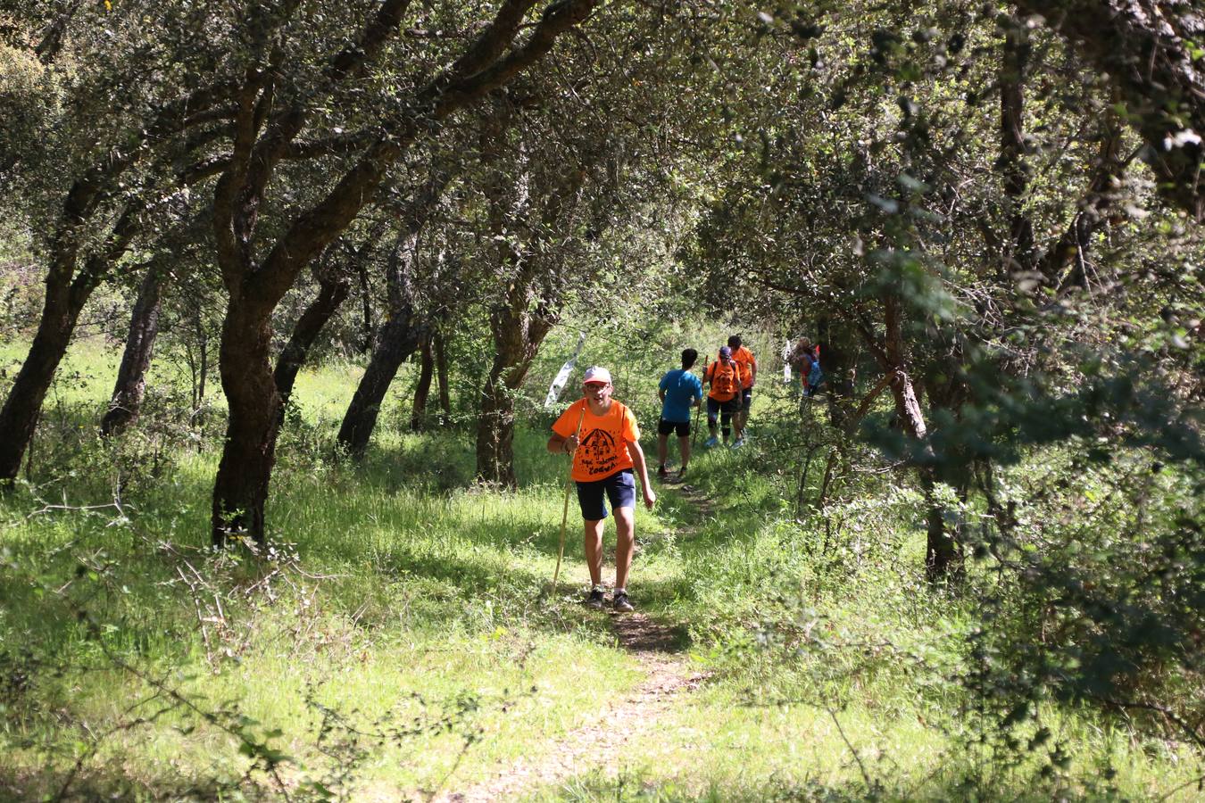 Más de 480 personas han disfrutado, esta mañana, de una nueva edición de la 'Ruta Templaria', organizada por la Asociación Grupo Senderista Jerezano 'Las Chorreras' con el apoyo del Ayuntamiento de Jerez, el Programa de Dinamización Deportiva de la Mancomunidad Sierra Suroeste, 'Euexia Rural' y el patrocinio de diferentes casas comerciales de la localidad. Jerez de los Caballeros y su entorno han vuelto a ser protagonistas de una ruta que, este año, ha contado con un nuevo recorrido entre las cuencas de los arroyos Benferre y Casabayas. La jornada ha comenzado en el Parque de Santa Lucía y ha finalizado en la Plaza de la Alcazaba con una paella y la actuación musical de 'Dale al Play'.
