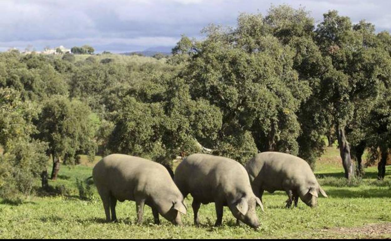 Los ganaderos retrasan la entrada del cerdo en montanera por falta de agua