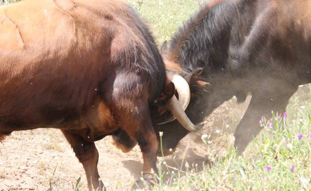 Algunas de las fotografías muestran la crianza del toro bravo en el campo.