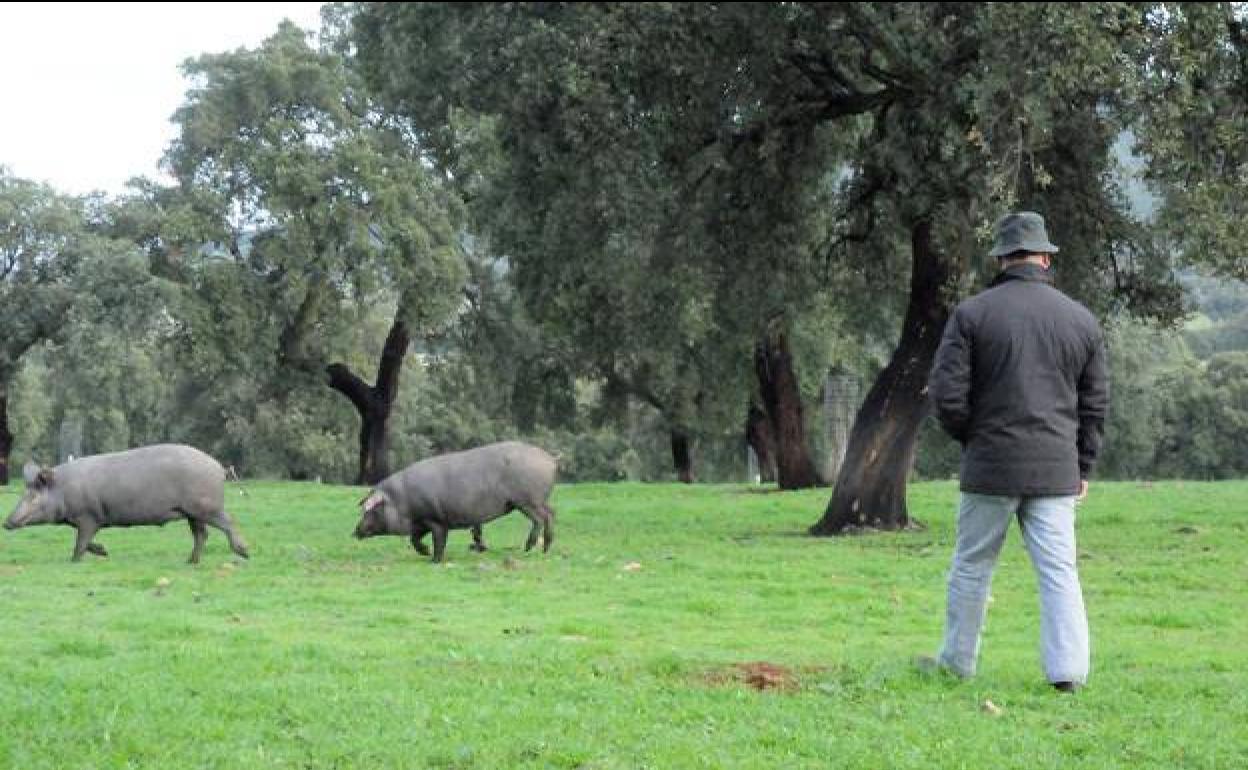 Un técnico de la DO Dehesa de Extremadura inspecciona cerdos en una finca de Oliva de Mérida.
