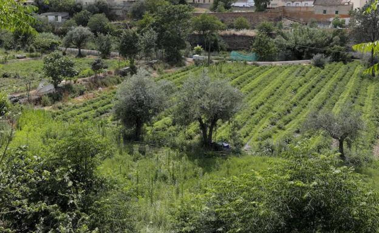 La Delegación del Gobierno permite atender los huertos para autoconsumo