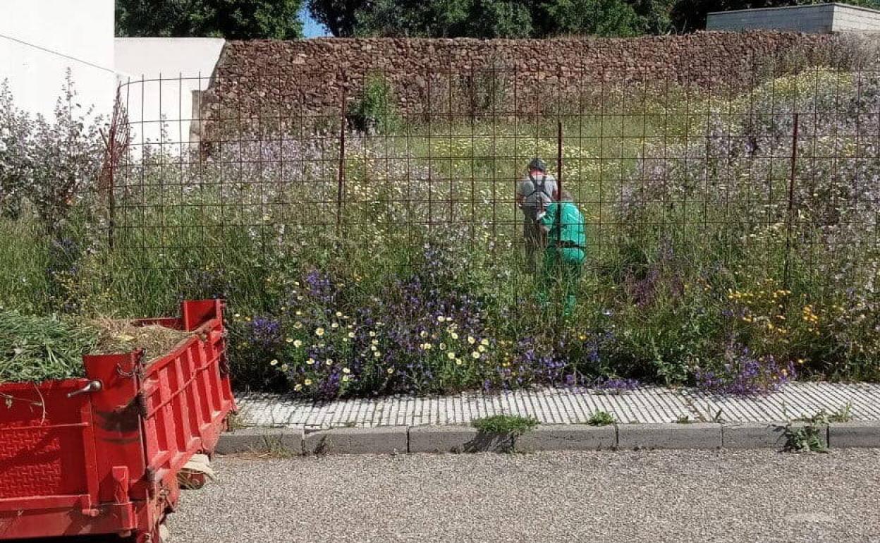 El Ayuntamiento insta a la limpieza de solares y terrenos