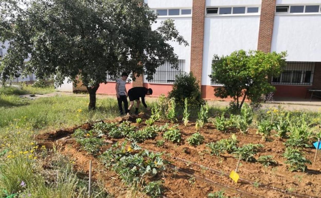 Alumnado del IES Ramón Carande en el huerto escolar. 