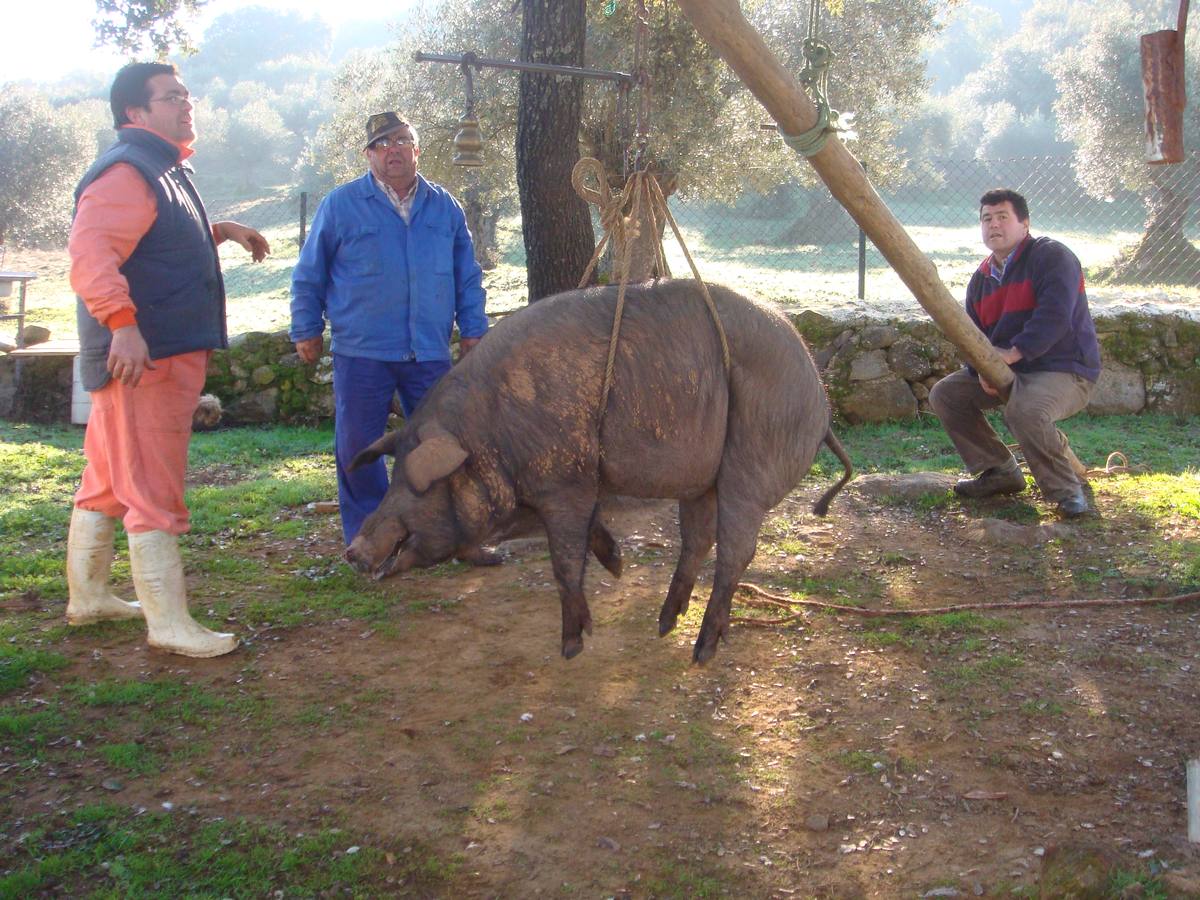 La mantanza dommiciliaria es una tradición con gran arraigo en la zona de Jerez de los Caballeros. M. Calvo.