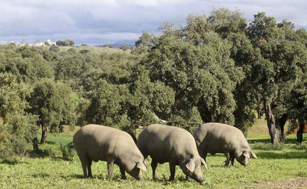 Cerdos ibéricos comiendo bellotas en una finca dentro del parque natural de Cornalvo, en Mérida.