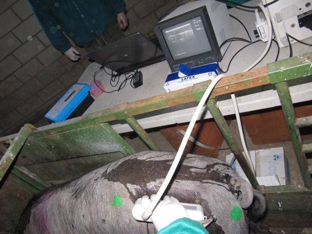 Ecografías realizadas a los animales en el campo para obtener datos.