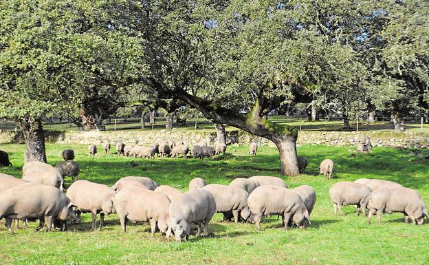 La montanera se retrasa en una campaña con menos cerdos y cantidad de bellota