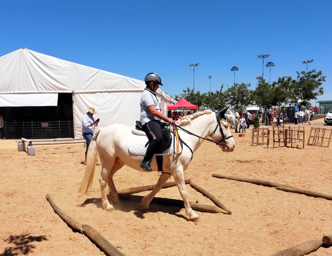 Fotos: Feria de Mayo