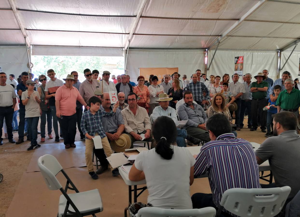 Fotos: Feria de Mayo