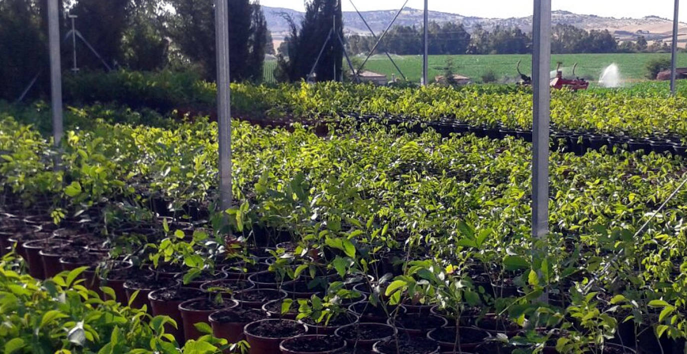 Plantas en el vivero 