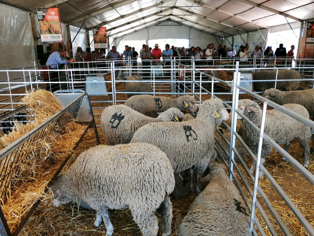 Exposición de ganado en una edición anterior