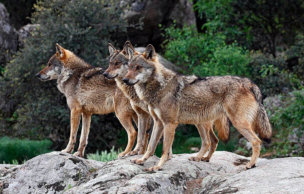 Manada de lobos ibéricos