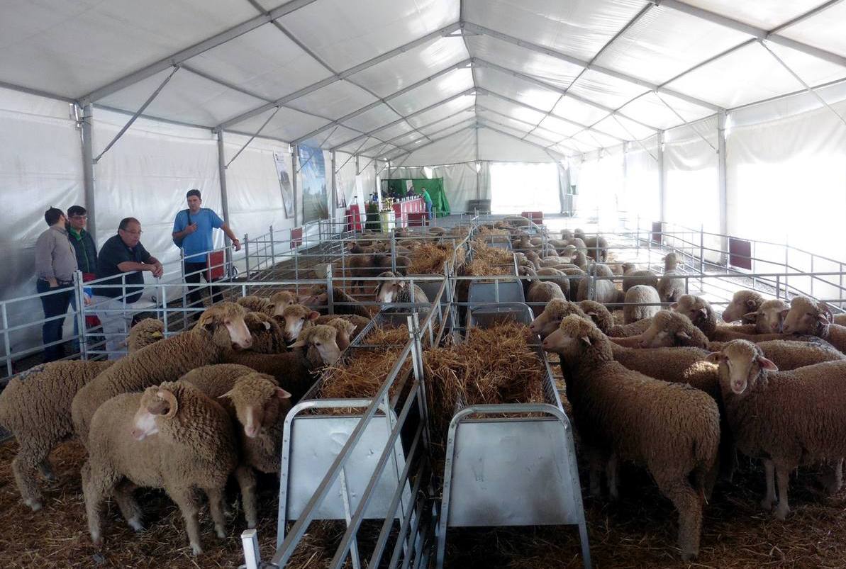 Exposición de ovejas merinas