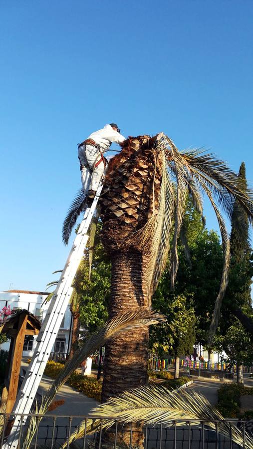 Actuación sobre una de las palmeras afectadas 