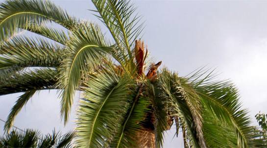 Palmera dañada por el picudo rojo