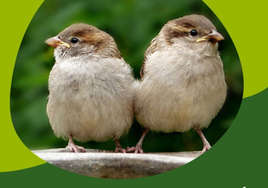 El Ayuntamiento lanza una campaña para paliar el efecto sequía en las aves