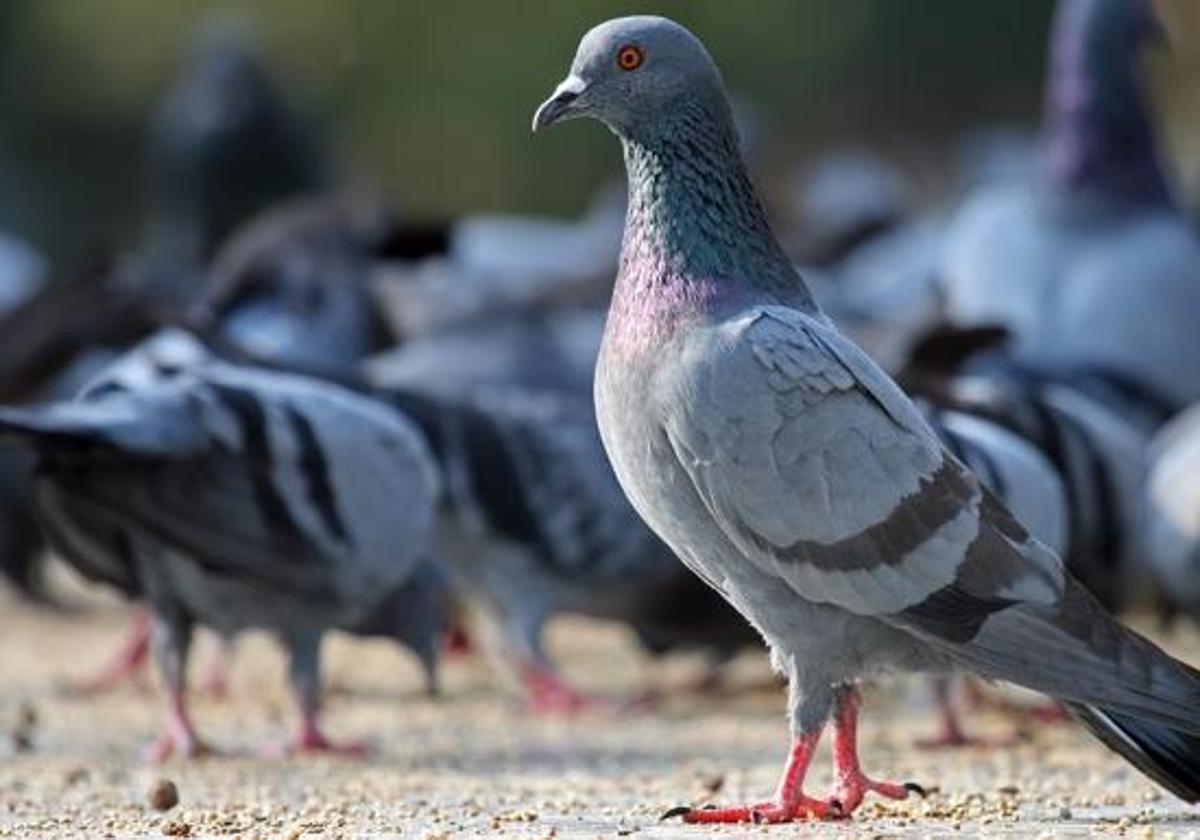 El Ayuntamiento actuará «de urgencia» para solucionar la plaga de palomas