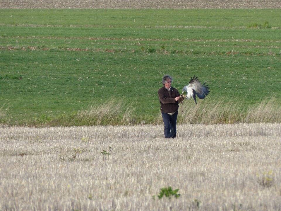 Llerena se convierte este fin de semana en referente de la cetrería