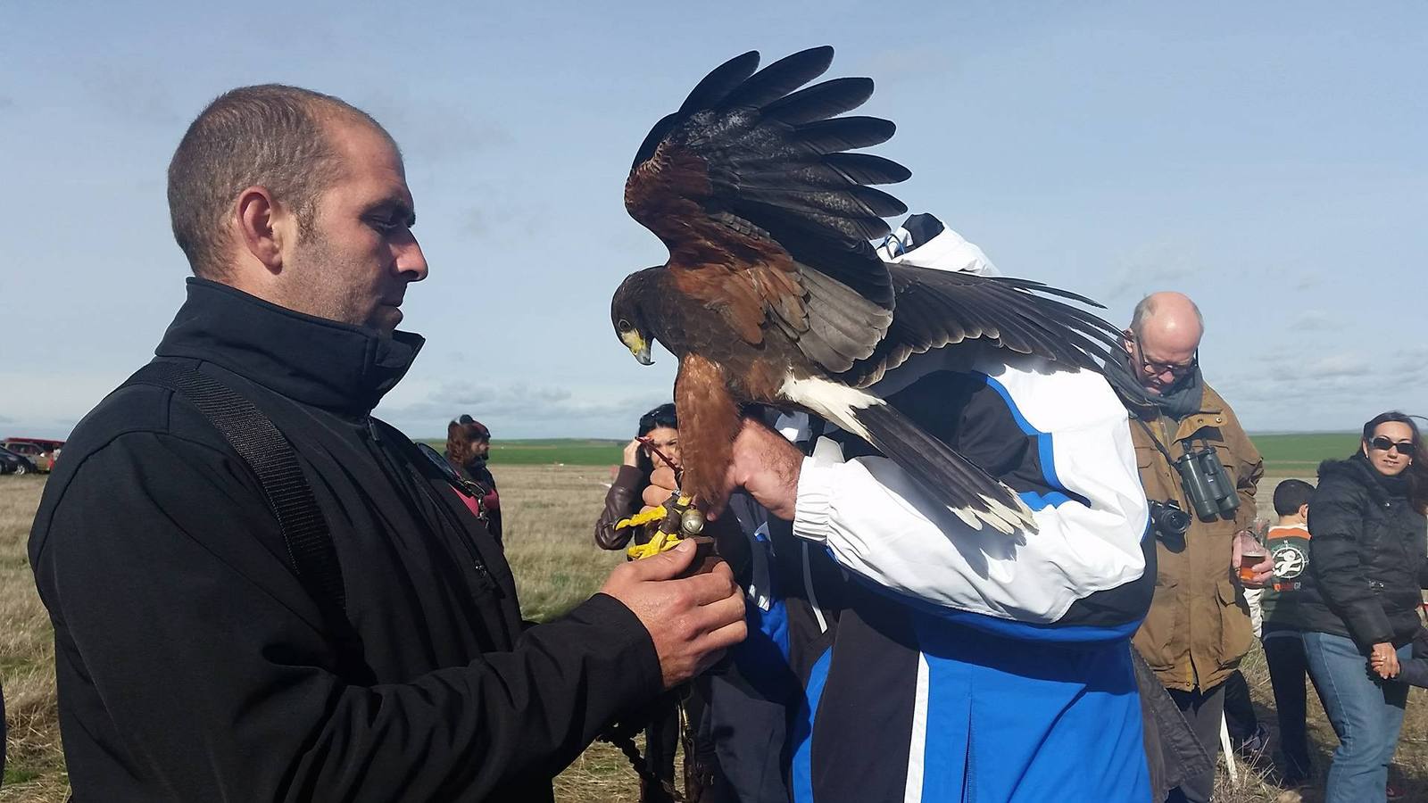 Los campos de Llerena atraen a los mejores halcones de España y del extranjero