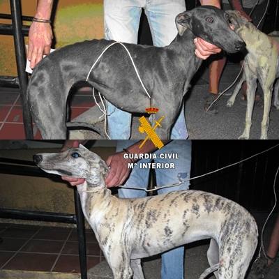 Galgos sustraídos 