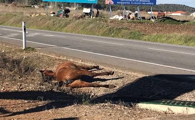 El caballo junto a la carretera horas después del accidente 