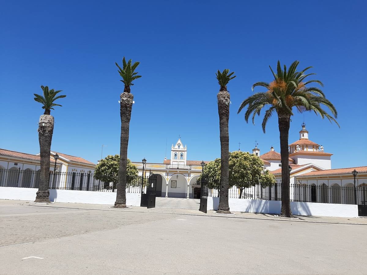 Las palmeras han brotado y el pronóstico es bueno 