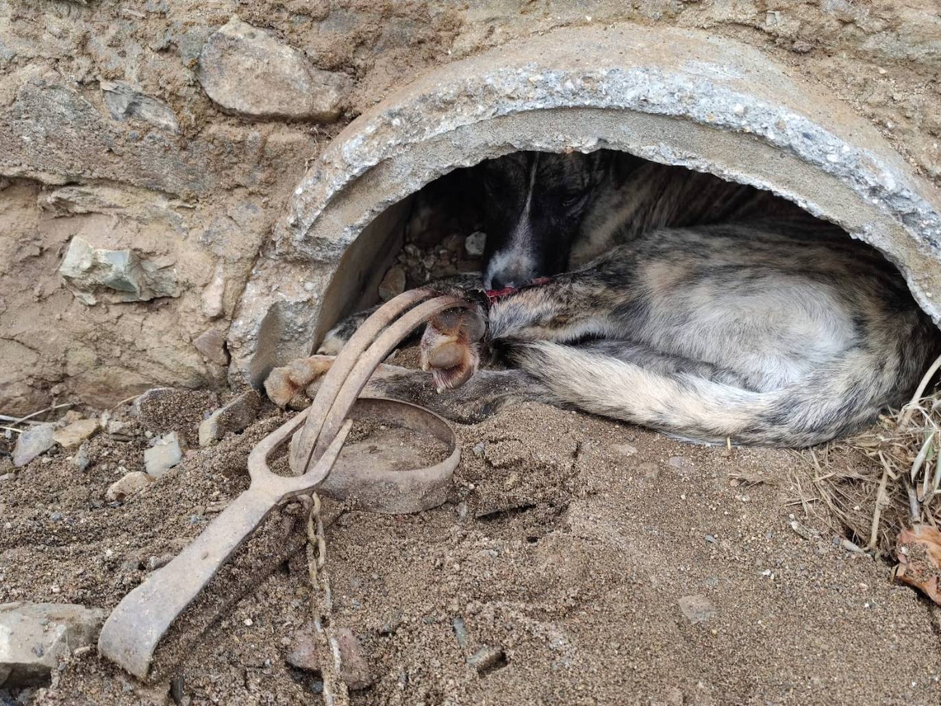 El cepo en primer plano y la perra metida en el tuvo de un desague en un arroyo. 