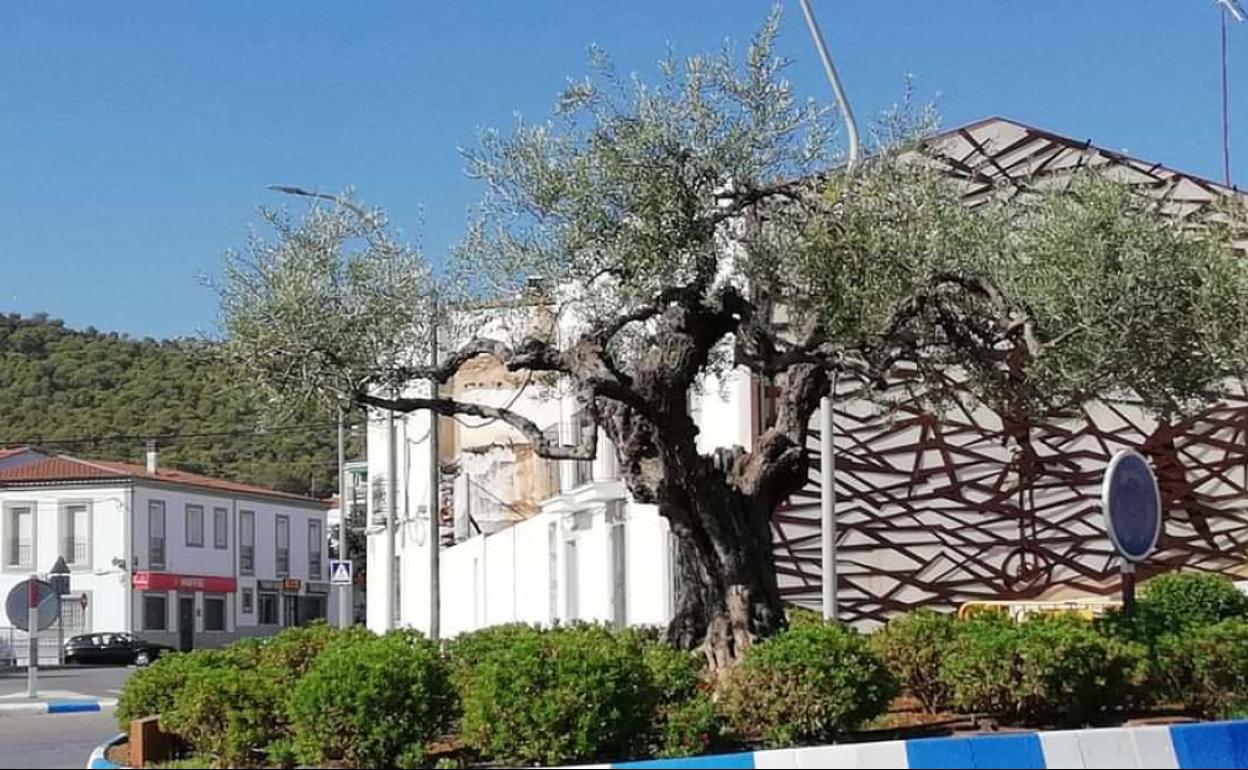 El olivo ha sido talado 