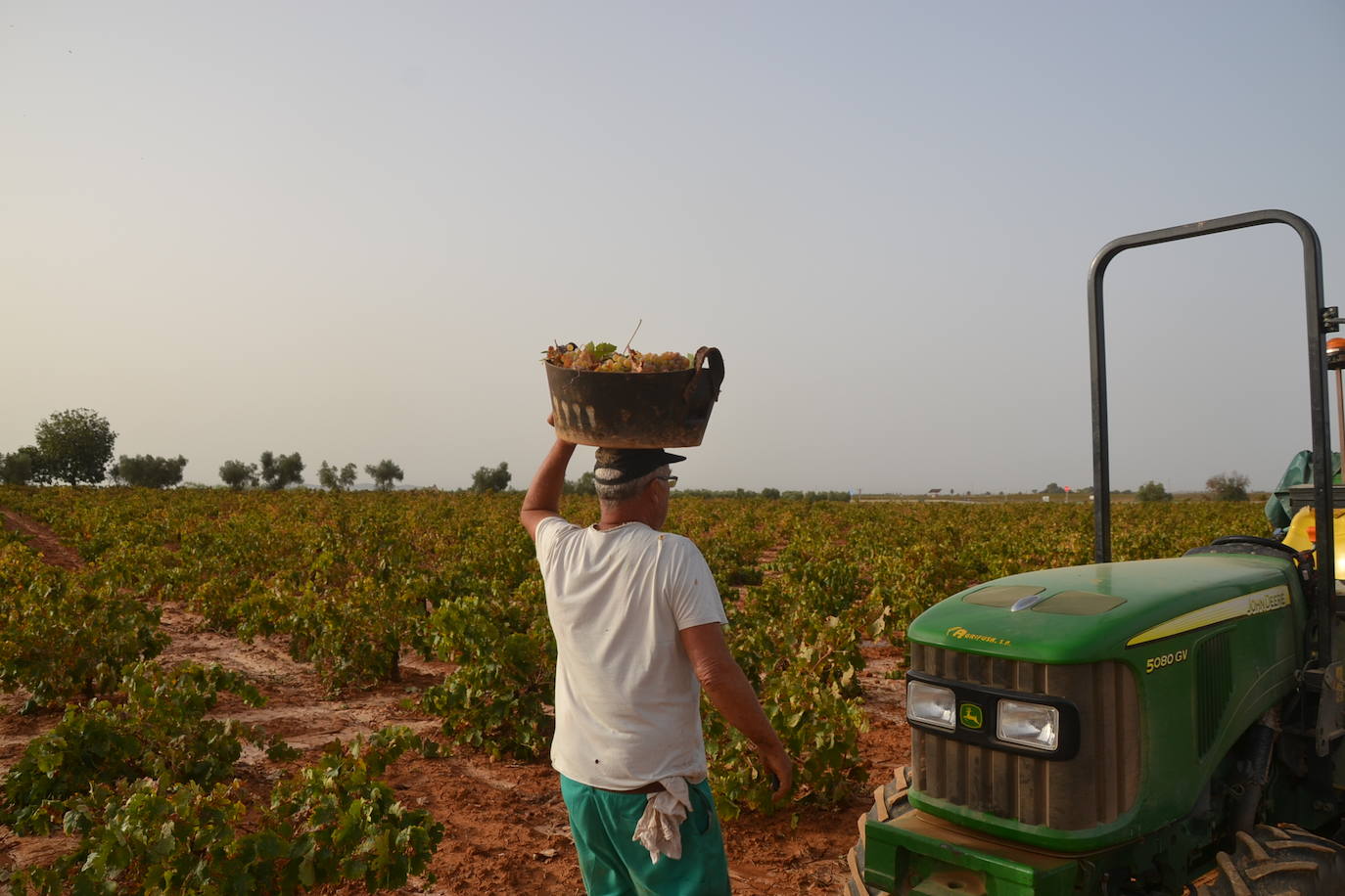 Caergando un esportón de uvas 